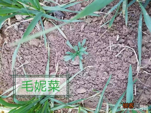 在农村挖野菜吃时,应注意些什么？有哪些野菜哪些人不能吃？