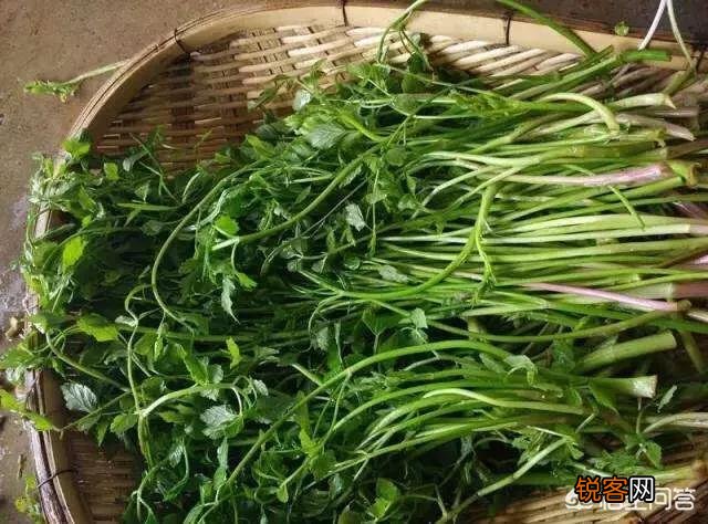 在农村挖野菜吃时,应注意些什么？有哪些野菜哪些人不能吃？