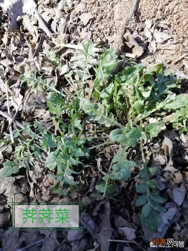 在农村挖野菜吃时,应注意些什么？有哪些野菜哪些人不能吃？