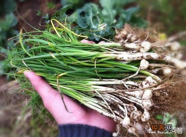 在农村挖野菜吃时,应注意些什么？有哪些野菜哪些人不能吃？