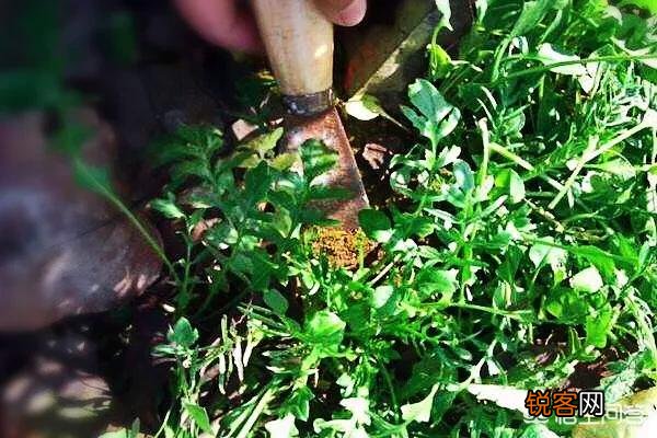在农村挖野菜吃时,应注意些什么？有哪些野菜哪些人不能吃？