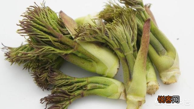你知道美味的野菜有多少种吗？