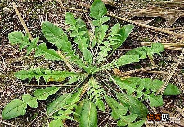 你知道美味的野菜有多少种吗？