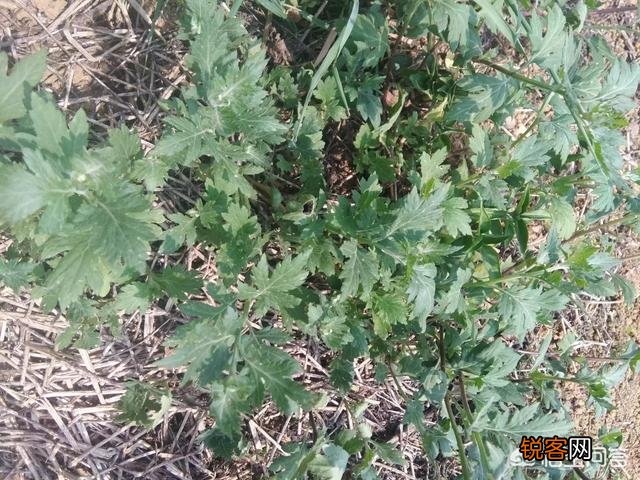 你知道美味的野菜有多少种吗？