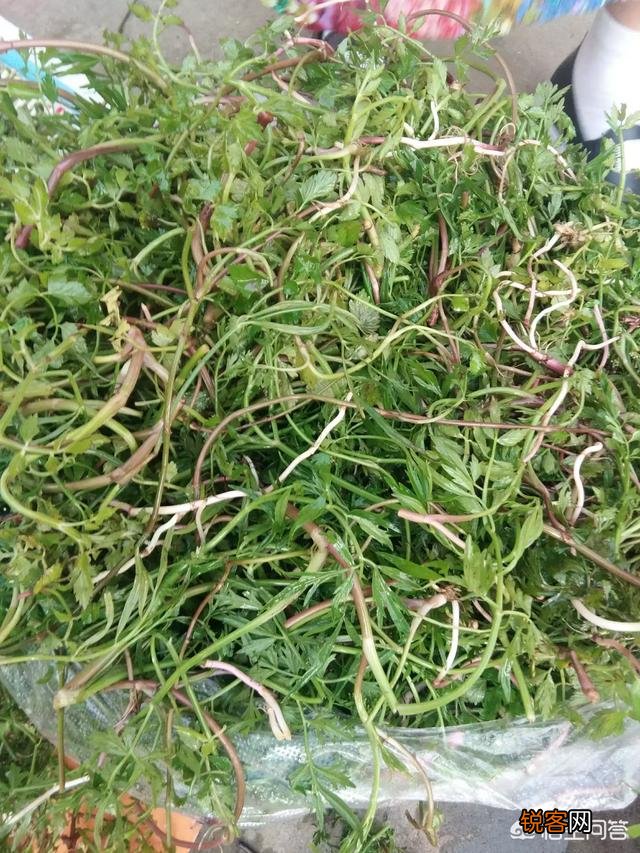 你知道美味的野菜有多少种吗？