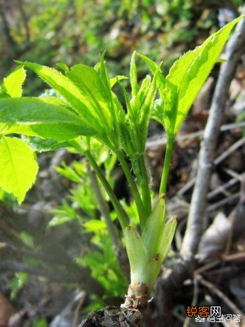 你知道美味的野菜有多少种吗？
