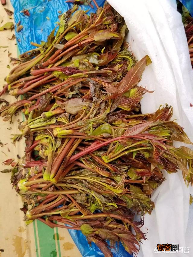 你知道美味的野菜有多少种吗？