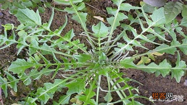 过年期间,有哪些野菜可以吃？