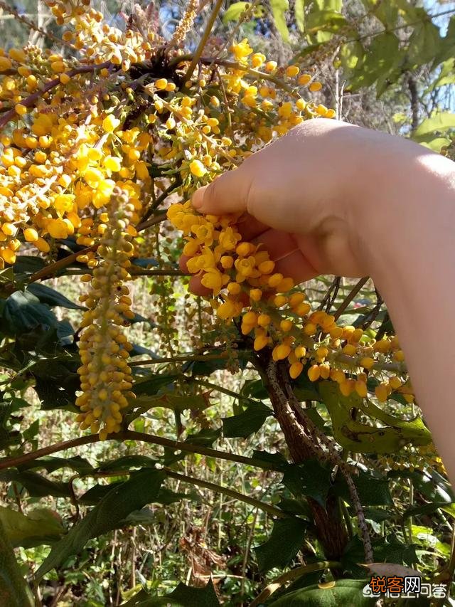 过年期间,有哪些野菜可以吃？