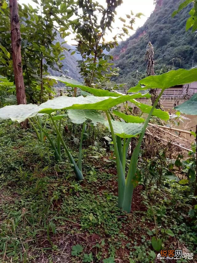 春天是吃野菜的季节,有哪些好吃的野菜及做法？