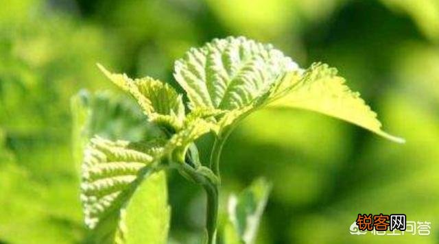 春天是吃野菜的季节,有哪些好吃的野菜及做法？