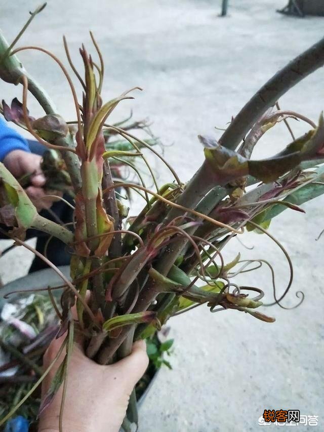 春天是吃野菜的季节,有哪些好吃的野菜及做法？
