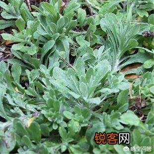 春天是吃野菜的季节,有哪些好吃的野菜及做法？