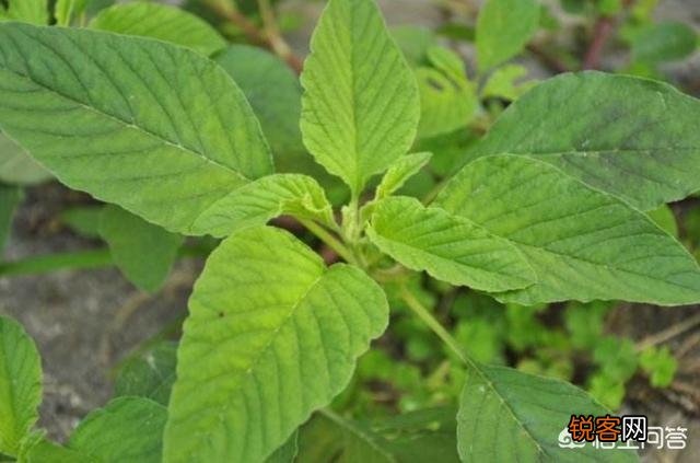 春天是吃野菜的季节,有哪些好吃的野菜及做法？