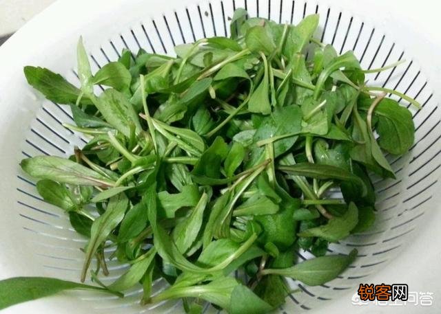 春天是吃野菜的季节,有哪些好吃的野菜及做法？