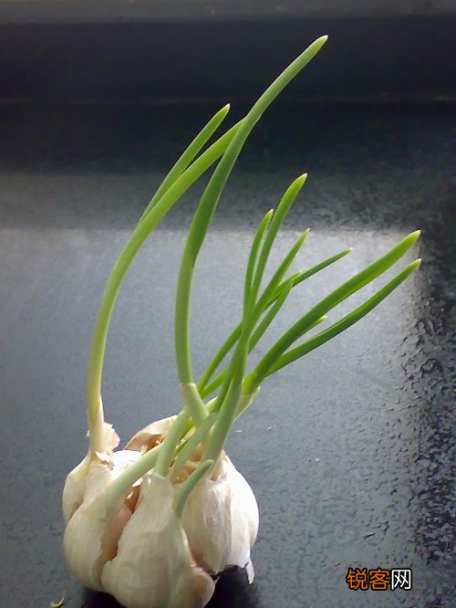 发芽的大蒜能吃吗？