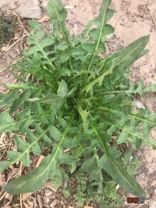 让你吃一次还吃的农村野菜有哪些呢？