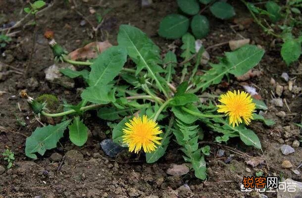 让你吃一次还吃的农村野菜有哪些呢？