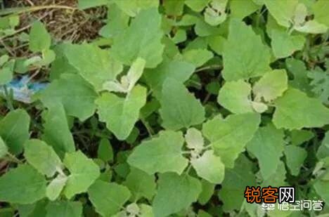 让你吃一次还吃的农村野菜有哪些呢？