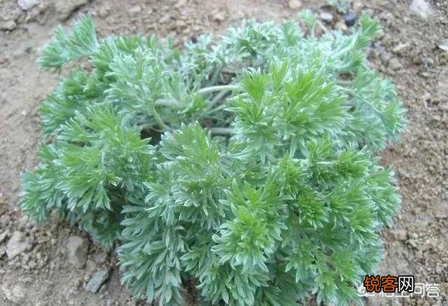 让你吃一次还吃的农村野菜有哪些呢？
