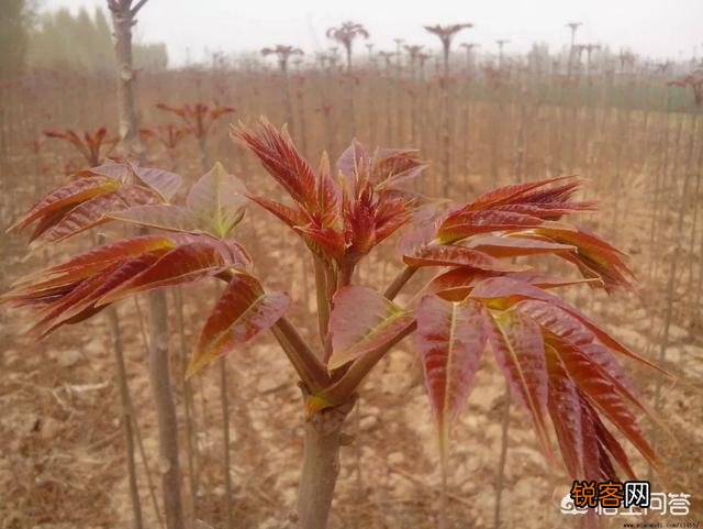 让你吃一次还吃的农村野菜有哪些呢？