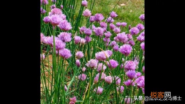 农村野菜你们喜欢吃吗,觉得如何,折耳根,野葱,指甲菜?