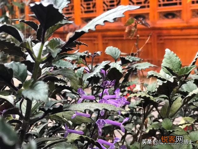 农村野菜你们喜欢吃吗,觉得如何,折耳根,野葱,指甲菜?