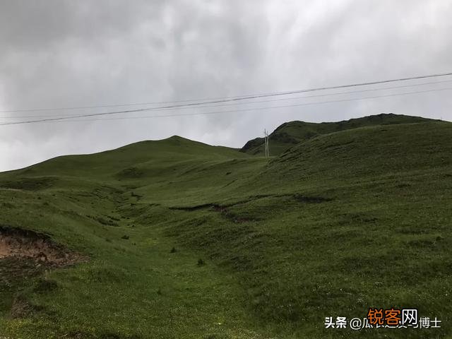 农村野菜你们喜欢吃吗,觉得如何,折耳根,野葱,指甲菜?