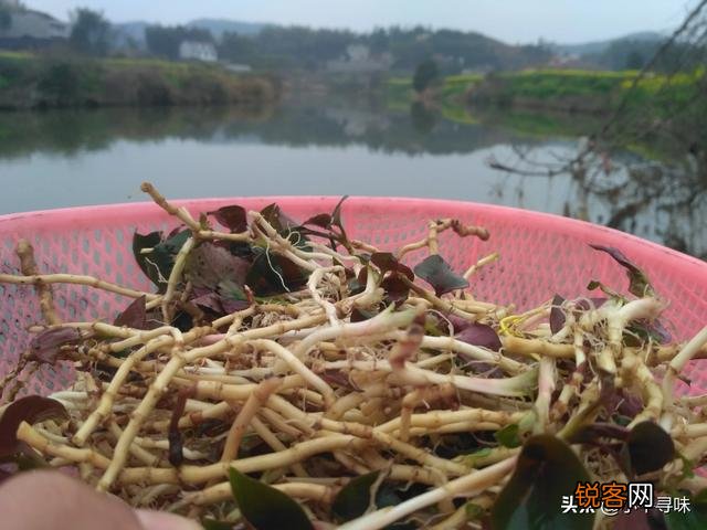 农村野菜你们喜欢吃吗,觉得如何,折耳根,野葱,指甲菜?