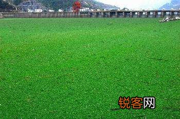 水葫芦的危害 怎么高效治理水葫芦
