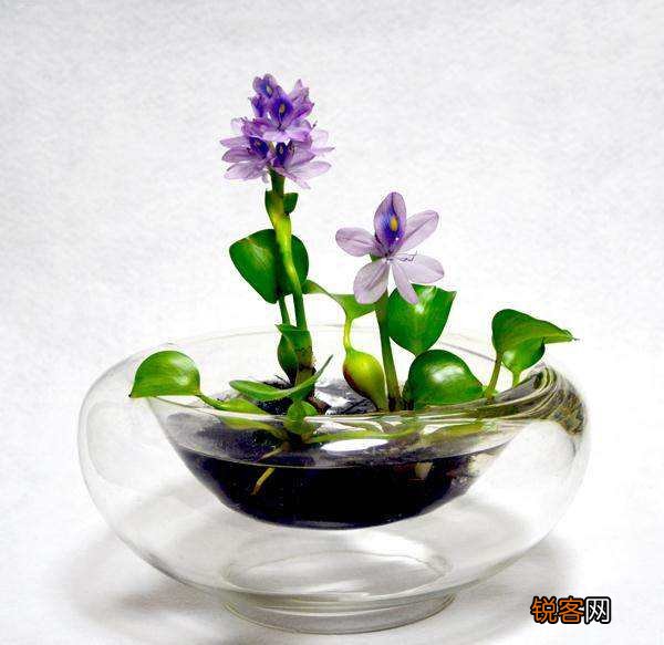 水葫芦的危害 怎么高效治理水葫芦
