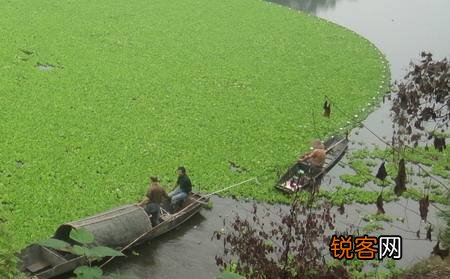 水葫芦的危害 怎么高效治理水葫芦