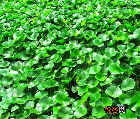 水葫芦的危害 怎么高效治理水葫芦