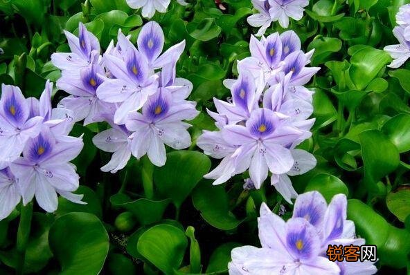 水葫芦的危害 怎么高效治理水葫芦