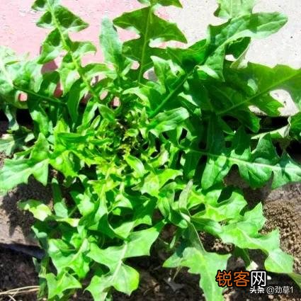 你小时候吃过哪些野菜？