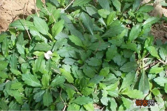 你小时候吃过哪些野菜？