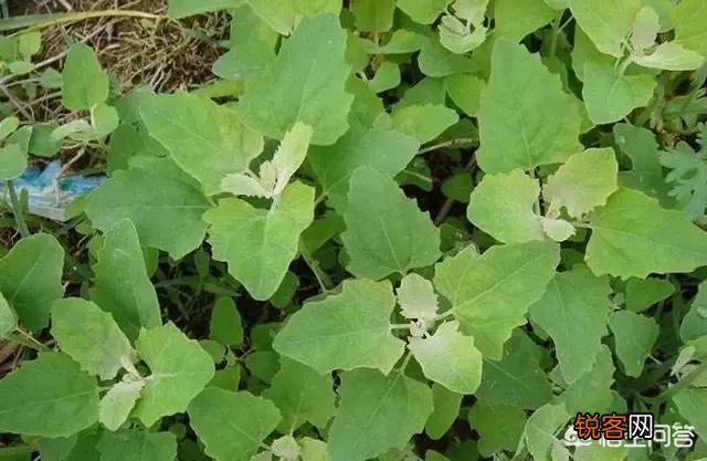 你小时候吃过哪些野菜？