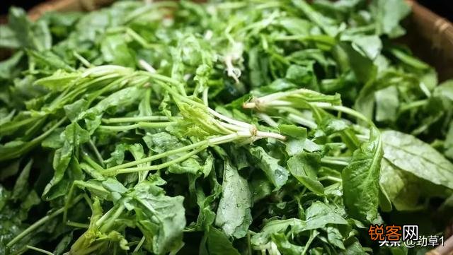 你小时候吃过哪些野菜？