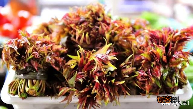 你小时候吃过哪些野菜？
