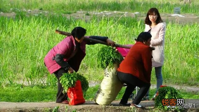 你小时候吃过哪些野菜？