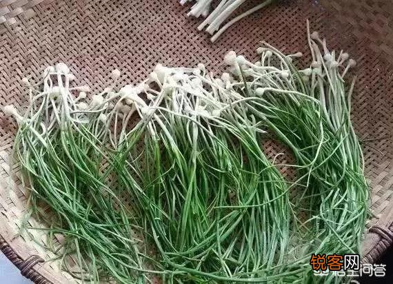 你小时候吃过哪些野菜？