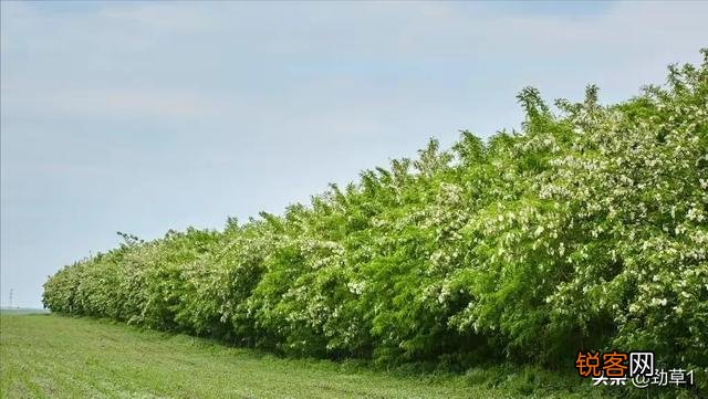 你小时候吃过哪些野菜？