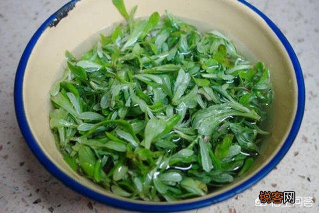 你知道哪些野菜？有哪几种吃法？棉菜怎么做好吃？