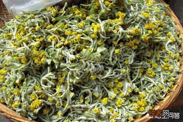 你知道哪些野菜？有哪几种吃法？棉菜怎么做好吃？
