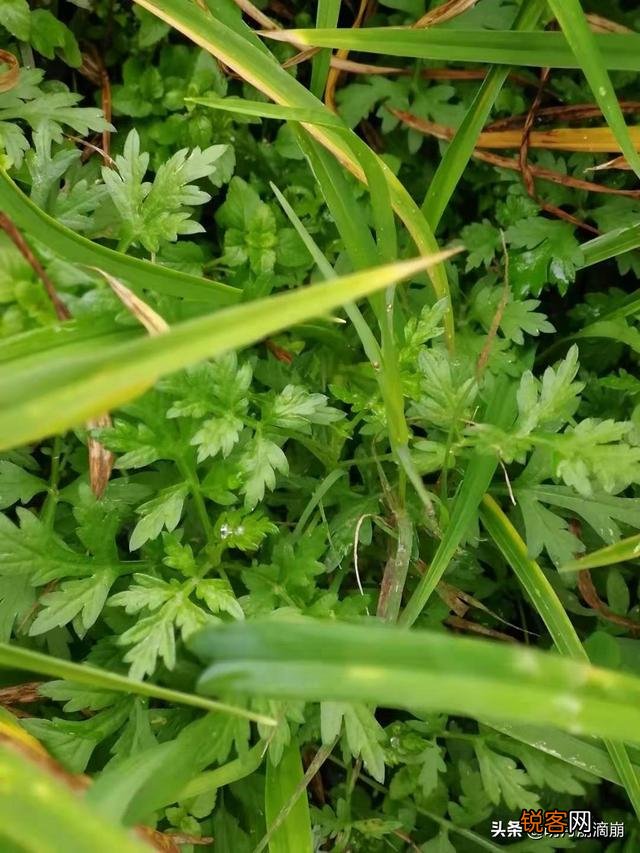 你知道哪些野菜?有哪几种吃法?棉菜怎么做好吃?