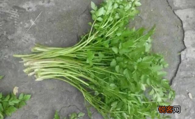 农村里野菜有多少种？都什么名字？