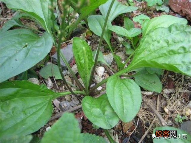 农村里野菜有多少种？都什么名字？