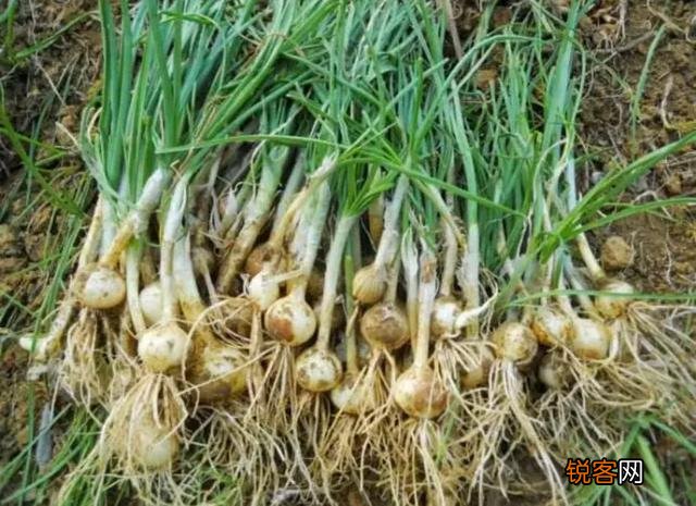 农村里野菜有多少种？都什么名字？