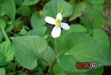农村里野菜有多少种？都什么名字？