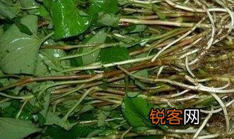 农村里野菜有多少种？都什么名字？